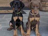 Irk Ve Sağlık Garantili Doberman Yavrularımız