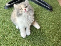 Top Kafa British Longhair Show Kalite Bicolor White