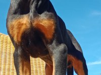 Asil siyah yavru doberman