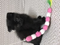 Top kafa scottish fold 2 aylık kardeşler