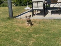 Saf terrier köpeğimiz