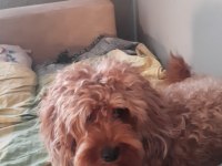 2 Yaşında eğitimli patili poodle dostumuz Tarçın