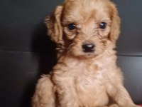 Maltipoo köpekler