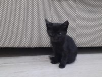 Ücretsiz 4 yavru anne kedim
