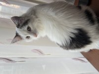 8 Aylık Tekir Kedimiz Yeni Sahibini Arıyor