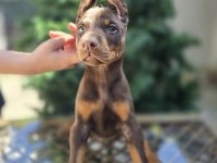 Kızıl ve klasik KİNG doberman Yavrular