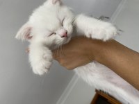 Sahibinden scottish fold kedisi