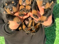 Fcı Şecereli Rottweiler Bebekler Hazır Olunca Teslim