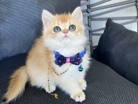 Show Kalite Orange British Shorthair