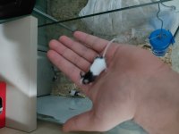Panda mice hazır yavrular