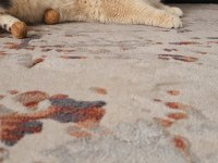 British shorthair by12 erkek 1 yaş