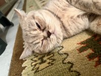 1 yaşına yeni girmiş dişi british shorthair
