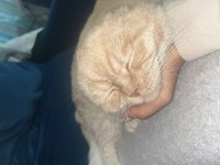 Scottish fold gold kedimiz