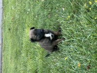 Safkan malinois