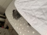 Scottish fold kedimiz