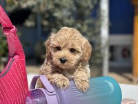 MİNİ MALTİPOO YAVRULARIMIZ