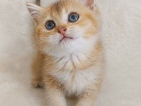 British Shorthair Yumoşlarım