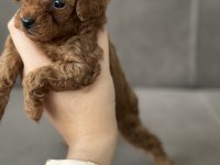 Safkan Kore teacup dişi poodle yavrular