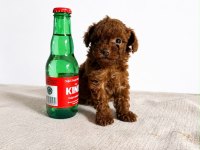 2 Aylık Kore Toy Poodle