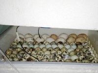 KULUÇKALIK BILDIRCIN YUMURTASI