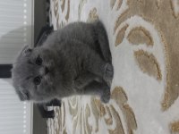 British shorthair yavru kedimiz