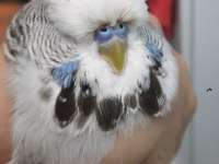 SHOW JUMBO MUHABBET KUŞU ERKEK