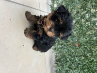 Bebek Yorkie Son Kalan Erkek Yavru