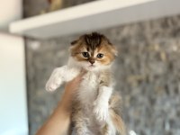 SCOTTISH FOLD A KALİTE YAVRULARIM 