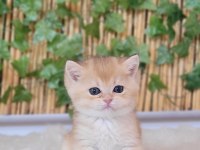 2 erkek 1 Dişi British Shorthair Golden yavrular ust kalite