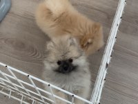 Orjinal pomeranian boo