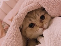 1 Yaşında Duman gri Scottish Fold