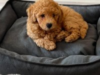 Erkek Toy Poodle