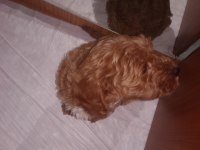 Toy poodle köpeği