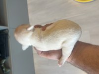 Anatomi Harikası Egzotik French Bulldog