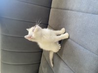 Point dişi bebek british shorthair