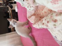 Kedi anne scottish baba british