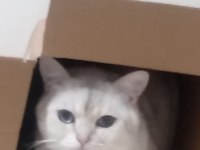 British shorthair 2 yaşında