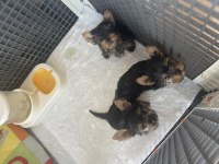 Safkan yorkshire terrier yavrular