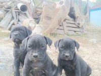 Cane corso bebekleri