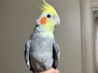 2 Buçuk Yaşında Garanti Bakıcı Grey Takım Sultan