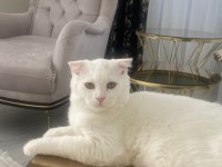 Scottish Fold Erkek Kedime Dışı Kedi Arıyorum