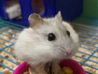 HAMSTER-GONZALES YAVRULARIMIZ HERYERE GÖNDERİM