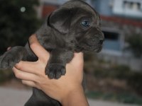 MÜKEMMEL KALİTE BLUE&LİLAC CANE CORSO YAVRULARI