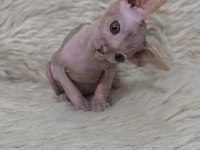 Naked Beauty Sphynx Cattery