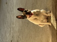 1 yaşında dişi çok sağlıklı french bulldog