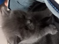 Rezerve ye açık yavrular british shorthair