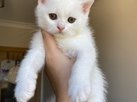 Scottish fold british shorthair Yavrularımız