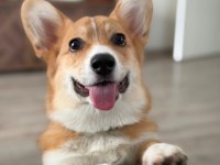 Fci secereli corgi yavruları