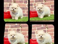 Pomeranian boo 2.5 aylık