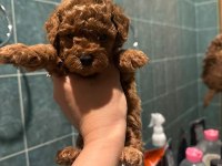 Poodle köpekler